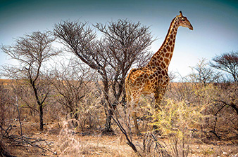 Far-Ranging Adventure